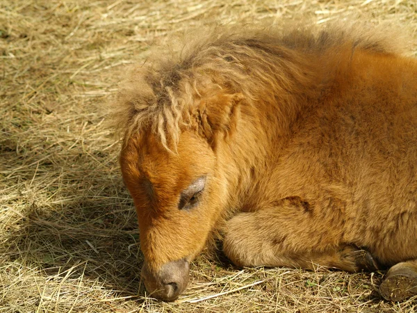 stock image Red pony