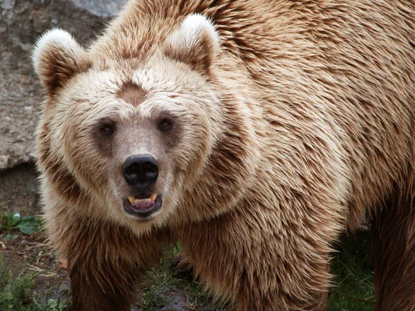 Stock image European brown bear