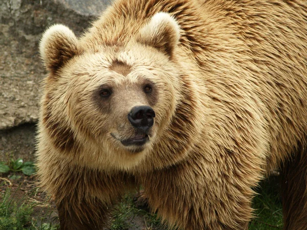 stock image European brown bear