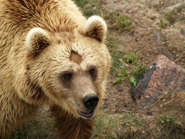 Europejskiej niedźwiedź brunatny — Zdjęcie stockowe
