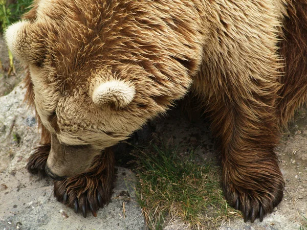 Europejskiej niedźwiedź brunatny — Zdjęcie stockowe