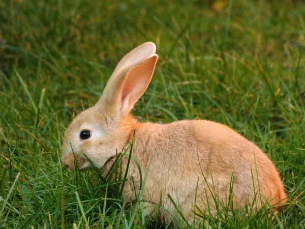 stock image Rabbit