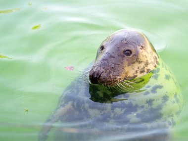 Common seal clipart