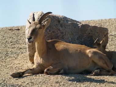 Nubian Dağ keçisi