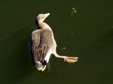 Greylag Kaz