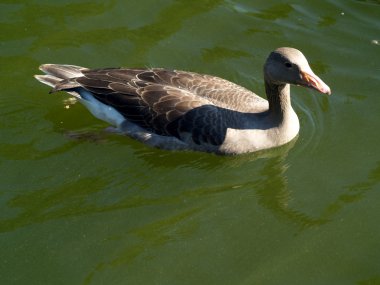 Greylag Kaz