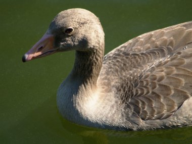 Greylag Kaz