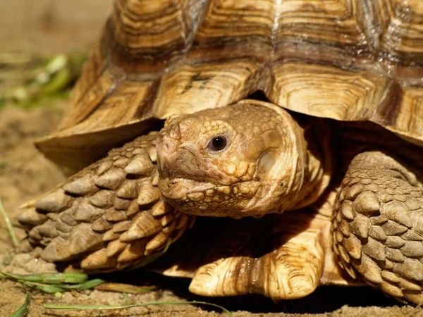 stock image African spurred tortoise