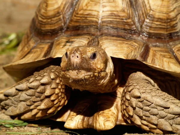 非洲盾臂龟 — 图库照片