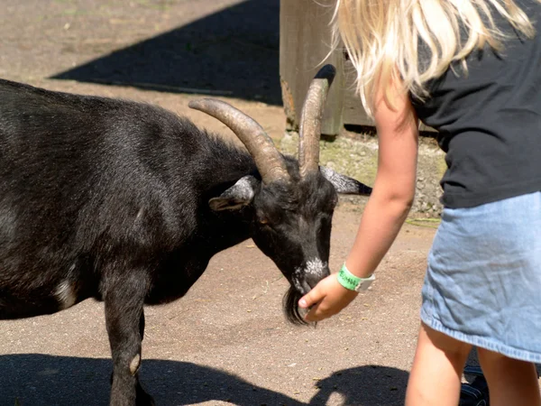 Siyah keçi — Stok fotoğraf