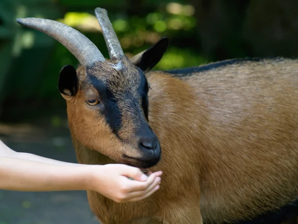 Alimentando uma cabra — Fotografia de Stock