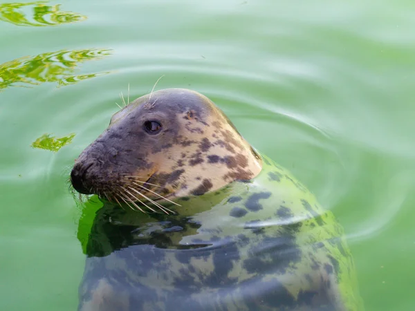 stock image Common seal