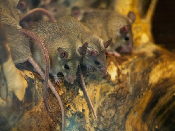 stock image House mice