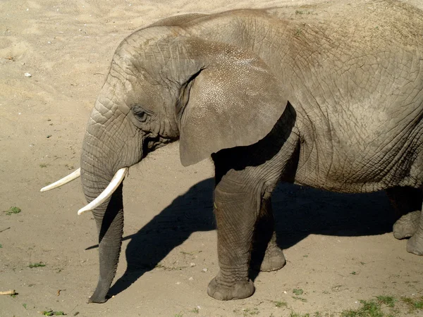 stock image African elephant