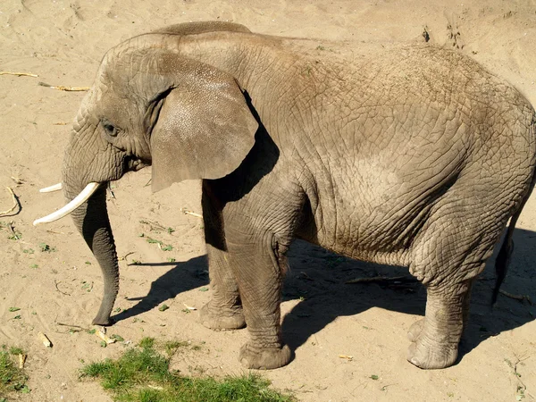 stock image African elephant