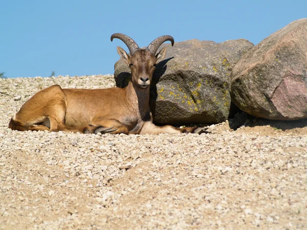 Nubian ibex — Stock Photo, Image