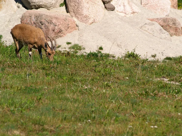 Nubian ibex — Stock Photo, Image