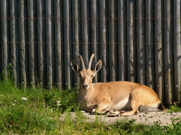 努比亚的 ibex — 图库照片