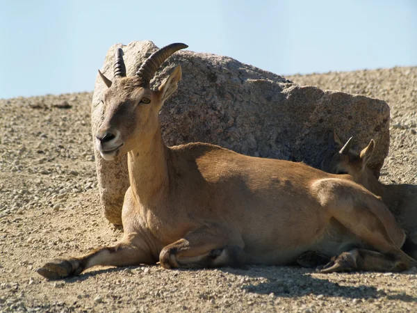 Nubian Dağ keçisi — Stok fotoğraf