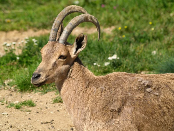 Stambecco nubiano — Foto Stock