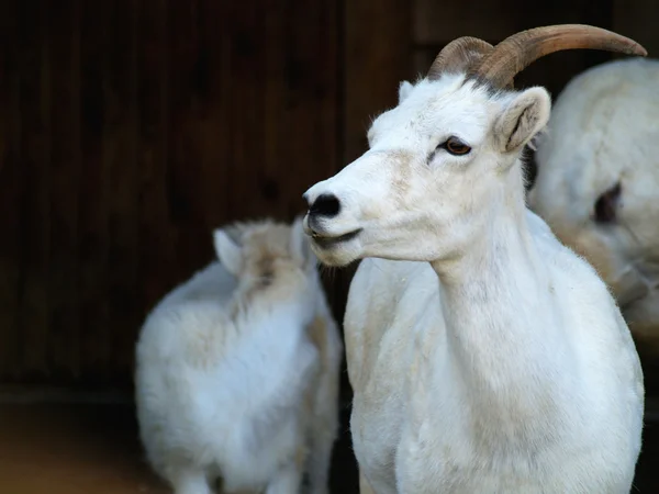 Thinhorn πρόβατα Dall — Φωτογραφία Αρχείου