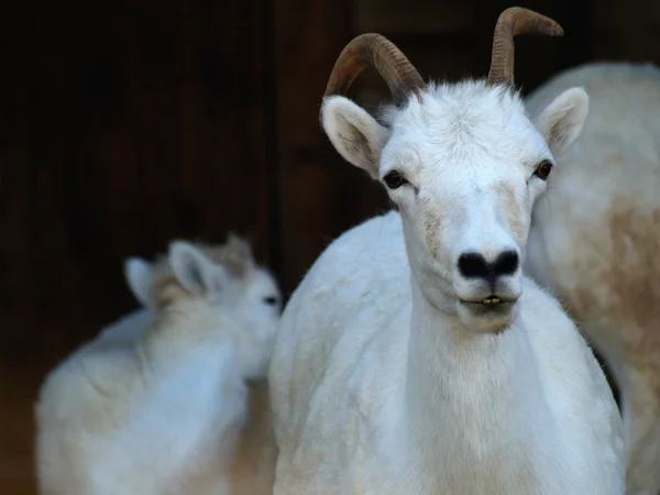 Dall thinhorn koyun — Stok fotoğraf