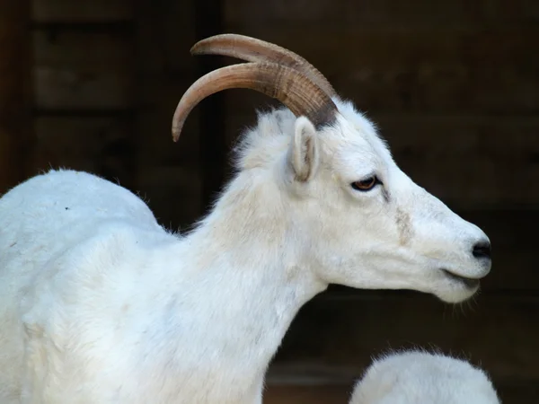 Dall thinhorn owiec — Zdjęcie stockowe