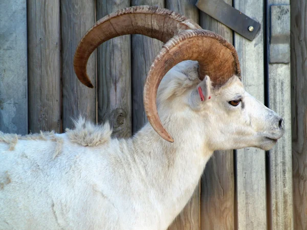 Dall thinhorn sheep — Stock Photo, Image