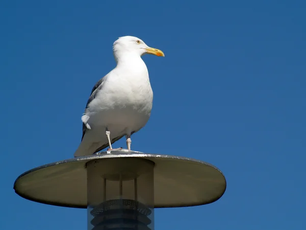 stock image European Herring Gull