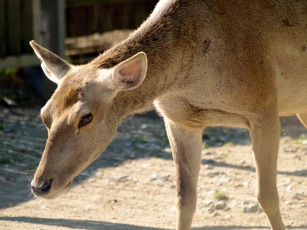 Bactrian red deer — Stock Photo, Image