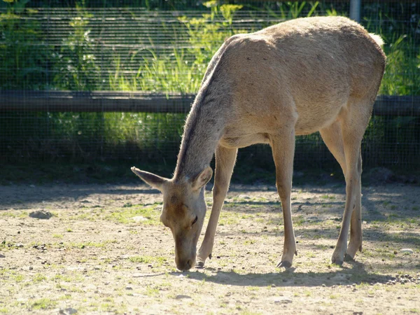 Bactrian red deer — Stock Photo, Image