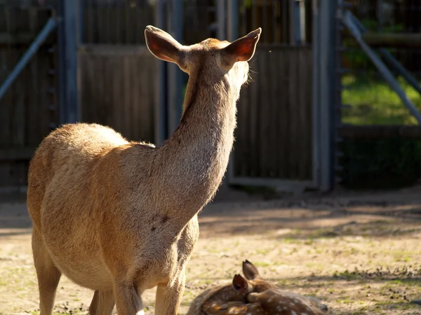 双峰驼红鹿 — 图库照片