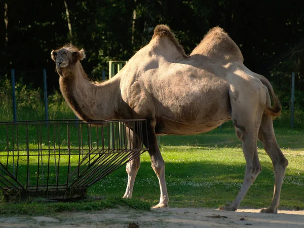 Καμήλα βακτριανό — Φωτογραφία Αρχείου