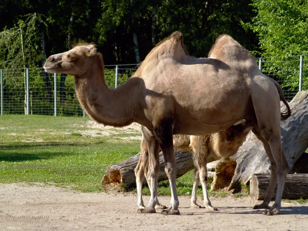 Bactrian camel — Stock Photo, Image