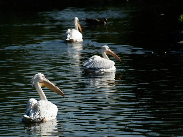 stock image Great White Pelicans