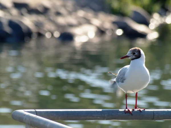 stock image Black-headed Gull