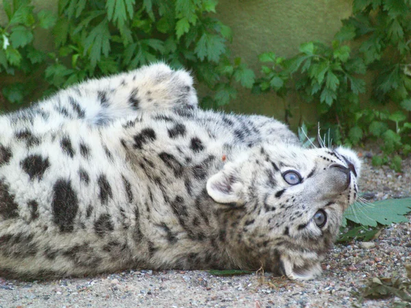 Snow Leopard cub Royalty Free Stock Images