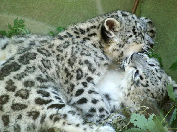 Snow Leopard cubs Stock Image