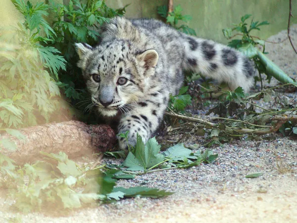 Χιόνι λεοπάρδαλη cub Εικόνα Αρχείου