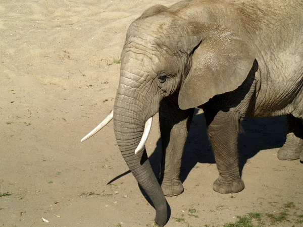 Αφρικανικός ελέφαντας Royalty Free Εικόνες Αρχείου
