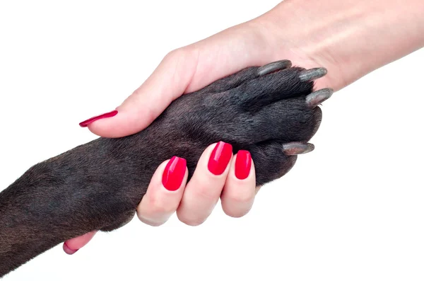 stock image Friendly handshake of dog and girl on a white background