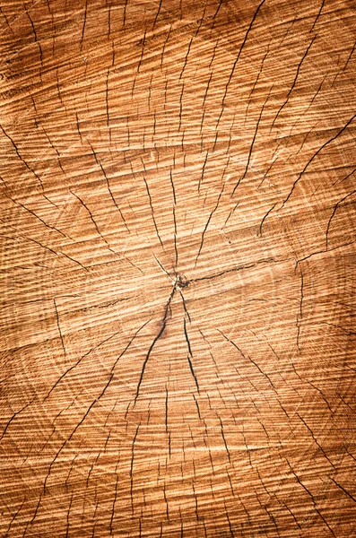 Wood structures of a cut tree in a cross section — Stock Photo, Image
