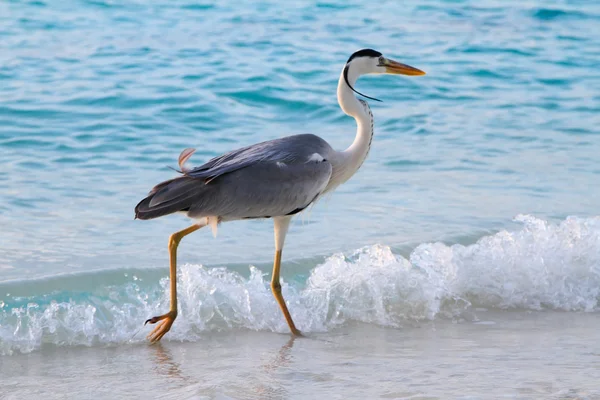 stock image Maldives. Bird hunting