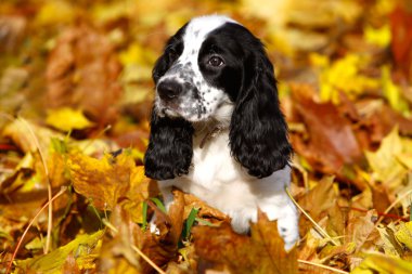 yapraklar sonbaharda Rus spaniel, siyah-beyaz köpek yavrusu