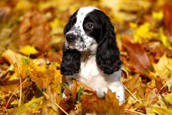 Cachorro blanco y negro de spaniel ruso en hojas de otoño —  Fotos de Stock