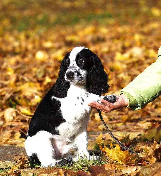 Puppy of Russian spaniel — Stock Photo, Image