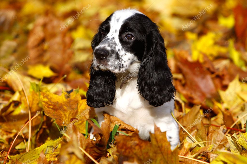 are russian spaniels good pets