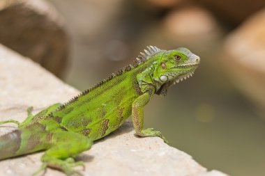 renkli parlak yeşil iguana, aruba