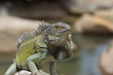 büyük yeşil iguana, aruba
