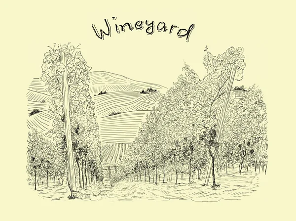 Иллюстрация виноградника — стоковое фото